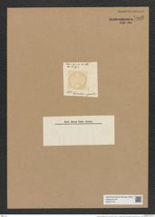 Auliscus australiensis Grev. (de-Toni-Nr.: Genus 171, Species 4324) Zeichnungen Sammlung Grunow Nr. 7885 (NHMW-BOT-W0377151)